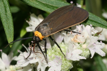 Mountain mint with Virginia Ctenucha